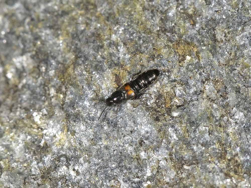 Aleochara bipustulata? (Staphylinidae)